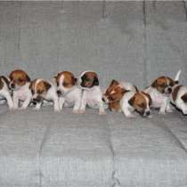 Джек расел Магадан, в Магадане