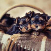 Йоркширский терьер Череповец, в Череповце