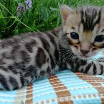 Бенгальские котята с родословными, в Москве