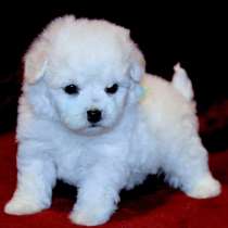 Бишон фризе Чита, в Чите