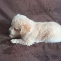 Собаки, в Санкт-Петербурге