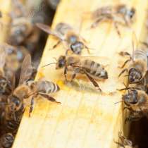 Продаю пчелопакеты: Карника, Карпатка, Бакфаст, в Армавире