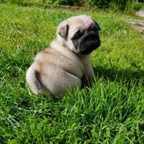 Мопс Кастрома, в Костроме