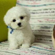 Чистокровные Щенки Бишон Фризе, в Хабаровске