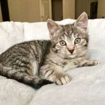 Полосатый котёнок Плюшкин ищет дом!, в Москве