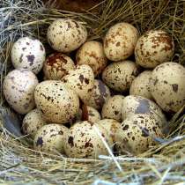 Яйца перепелиные, в Краснодаре