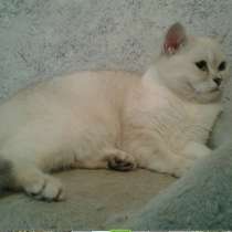 Британская голубоглазая кошечка шиншилла поинт, в Москве