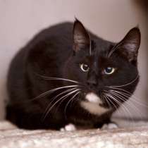 Красавец Майкл, в Москве