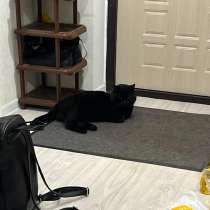 Кот Тайсон, в Набережных Челнах