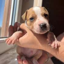 Щенки питбуля, в Санкт-Петербурге