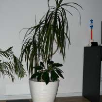 Драцена в горшке‼️‼️, в Москве