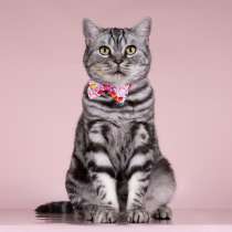 Шотландская мраморная кошка Моника в добрые руки, в Москве