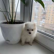 Щенки шпица, в Смоленске