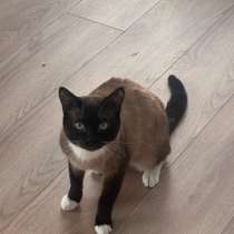 Голубоглазый кот породы сноу-шу Орех в добрые руки, в Москве