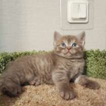 Плюшевый шотландский котенок Иржик редкого окраса цинаион, в Всеволожске
