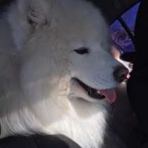 Самоеды вязка и щенки на продажу, в Мышкине