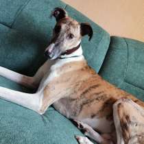 Молодой кобель грейхаунда Грей отдаётся в ответственные руки, в Москве