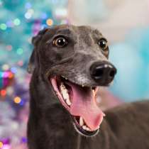 Грейхаунд Стелла ищет дом!, в Москве