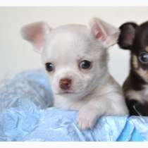 Чихуахуа Владимир, в Владимире