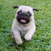 Мопс Биробиджан, в Биробиджане