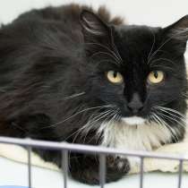 Кошка Милагрос надеется на встречу с человеком, в Москве
