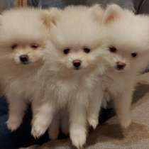 Померанские мии шпицы, в Москве