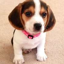 Бигль Новокуйбышев, в Новокуйбышевске