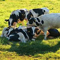 Коровы бычки телята Барнаул, в Барнауле