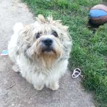 У Бубы сложная судьба и нет хозяйки, в г.Москва