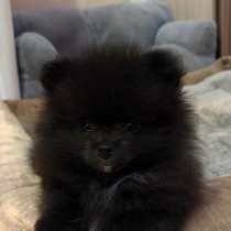 Померанский шпиц, в Кирове