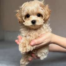 Мальтипу, в Москве