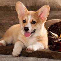 Вельш Корги ЩЕНОЧКИ ПРОДАЖА, в Екатеринбурге