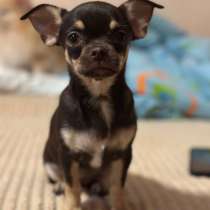 Шикарная малышка чихуахуа, в г.Нюрнберг