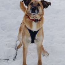 Собака Эльза, в Москве