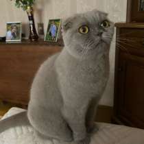 Отдам бесплатно в хорошие руки, в Москве