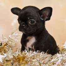 Чихуахуа Махачкале, в Махачкале