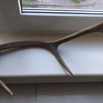 Рога Оленя из Беловежской Пущи, 45см длина рога, в г.Брест