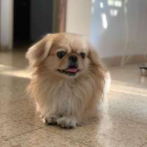 Пекинес Геленджике, в Геленджике