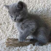 Плюшевый британский котенок, в Москве