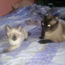 Тайский ( Меконский бобтеил ), в Санкт-Петербурге