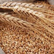 Продам зерно пшеницы урожай 2023 цена 12,00руб/кг, в г.Белгород