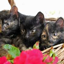 Три сестрички-невелички! Очаровательные котята в добрые руки, в г.Москва
