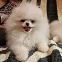 Шпицы щеночки 2.5мес, в Ростове-на-Дону