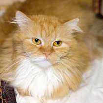 Скромная Мандаринка в поисках уютного дома, в Москве