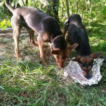 Брошенные в лесу молодые собаки ищут своего человека, в Балашихе