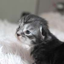 Nutella Maine Coon Female, в г.Вильнюс