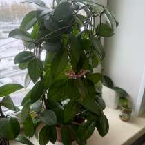 Продам цветы ходи, в Барнауле