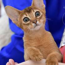 Абиссинские котята, в Казани