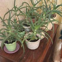 Столетник, Алоэ, в Москве