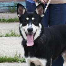 Кекс в поисках своей семьи, в Москве